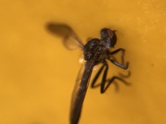 Diptera