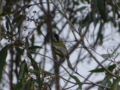 Falcunculus frontatus
