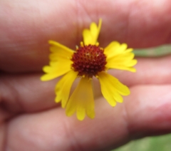 Helenium amarum badium
