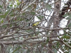 Falcunculus frontatus