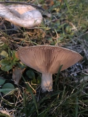 Lactarius pubescens