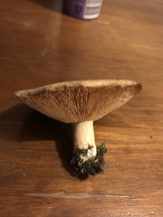 Lactarius pubescens