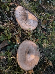 Lactarius pubescens