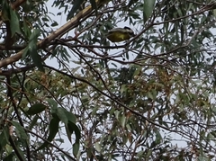 Falcunculus frontatus