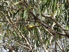 Falcunculus frontatus