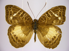 Euriphene saphirina saphirina