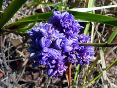 Dianella congesta
