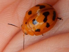 Paropsisterna octomaculata