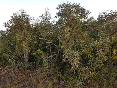 Eucalyptus cosmophylla