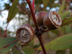 Eucalyptus cosmophylla