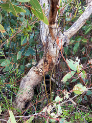 Eucalyptus cosmophylla