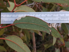 Eucalyptus cosmophylla