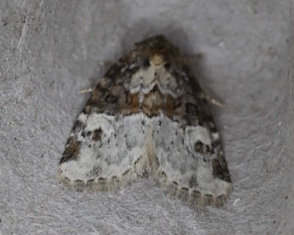 Square-spotted Brocade