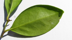 Chaetocarpus myrsinites