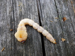 Chalcophora mariana