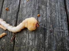 Chalcophora mariana