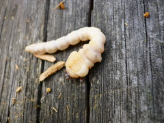 Chalcophora mariana