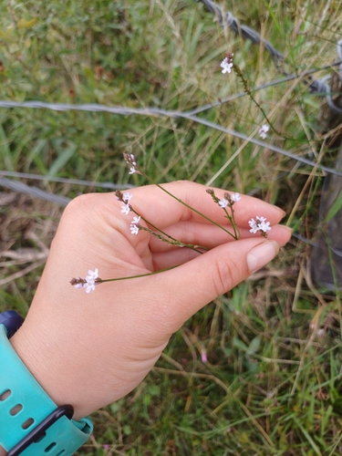 Image of Verbena montevidensis by (c) Agustina Medina, some rights reserved (CC BY)