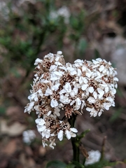 Ixodia achillaeoides