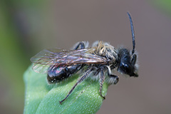 Andrena