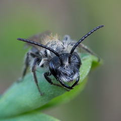 Andrena