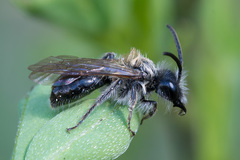 Andrena
