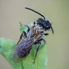 Andrena