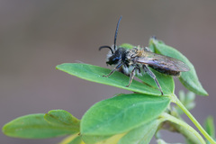 Andrena