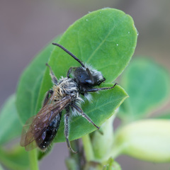 Andrena