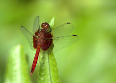Neurothemis disparilis
