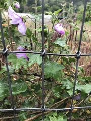 Malva subovata bicolor