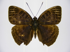 Euriphene tadema nigropunctata