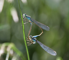 Ischnura elegans