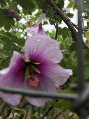 Malva subovata bicolor