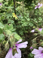 Malva subovata bicolor