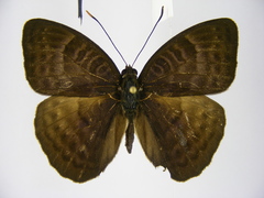Euriphene tadema nigropunctata