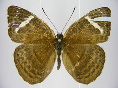 Euriphene tadema nigropunctata
