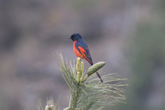 Pericrocotus ethologus