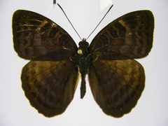Euriphene tadema nigropunctata