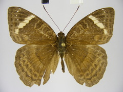 Euriphene tadema nigropunctata