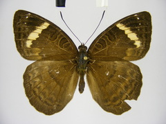 Euriphene tadema nigropunctata