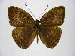 Euriphene tadema nigropunctata