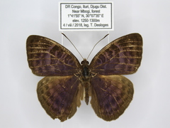 Euriphene tadema nigropunctata