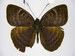 Euriphene tadema nigropunctata