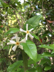 Trachelospermum