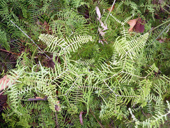Gleichenia dicarpa