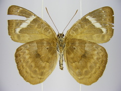 Euriphene tadema nigropunctata