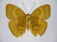 Euriphene tadema nigropunctata