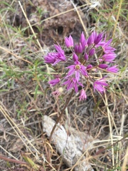 Allium bisceptrum