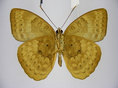 Euriphene tadema nigropunctata